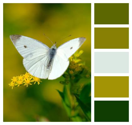 Butterfly Green Veined White Butterfly Cabbage White Butterfly Image